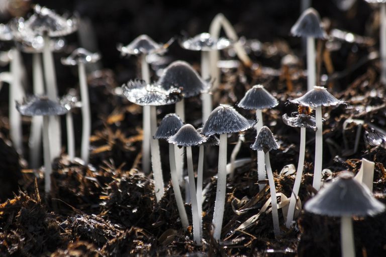 Studie PSIKET zkoumá nové přístupy v léčbě deprese